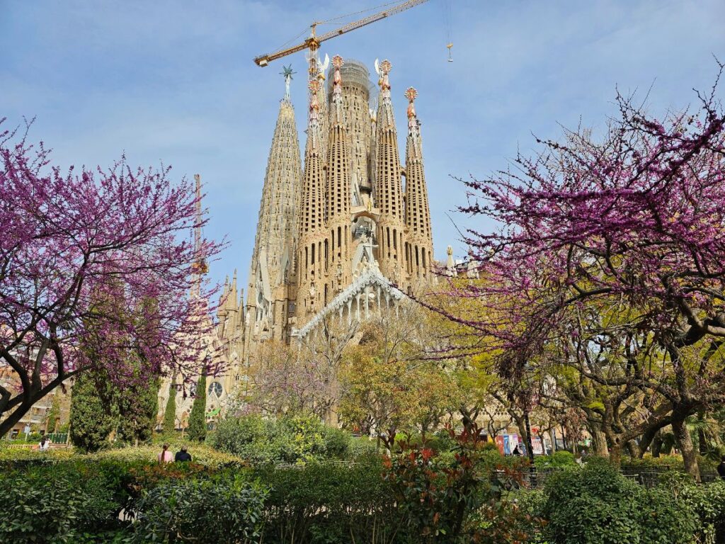 Sagrada Familia in March with Trees Blossoming in Pink - Barcelona in March