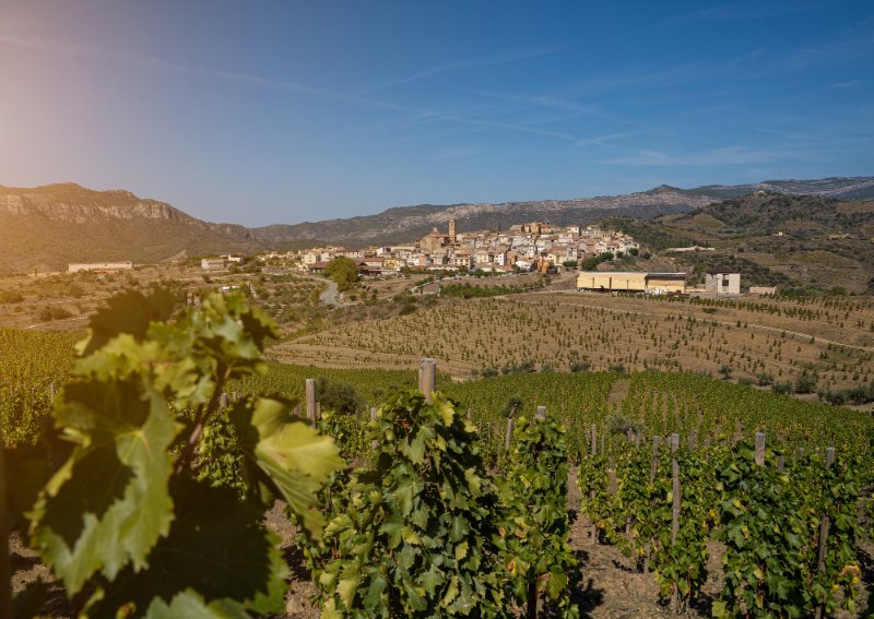 Vines in a winery with a view of Gratallops village in Priorat in Catalonia