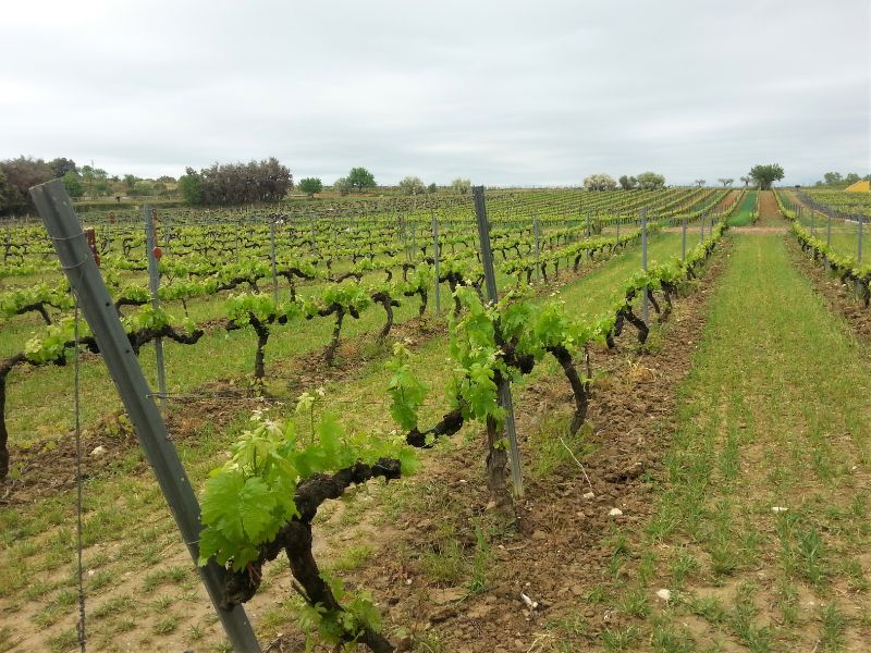 Rows of Vines in Penedes Wine Region