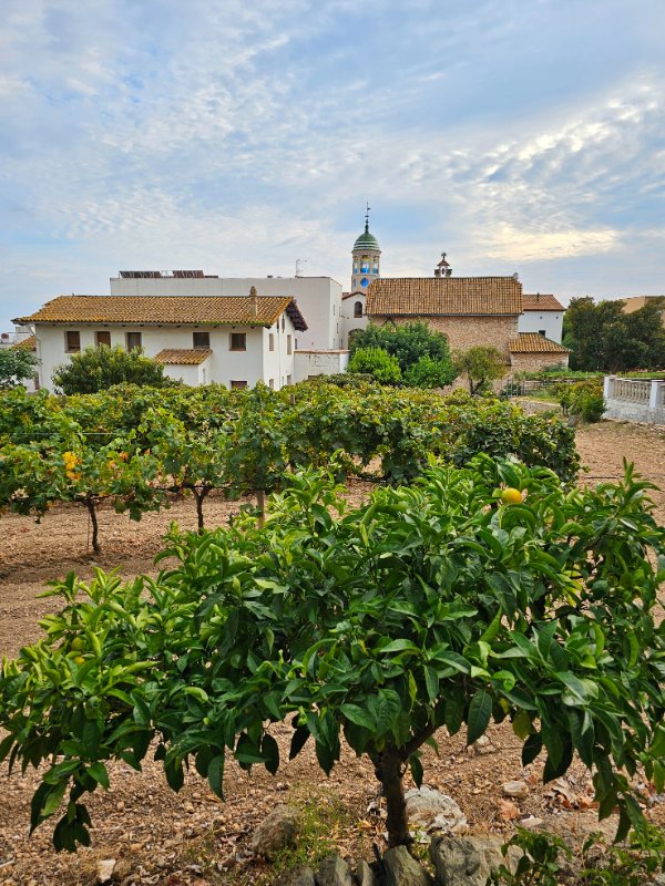 The Urban Vinyard at Centre d Interpretacio de la Malvasia de Sitges