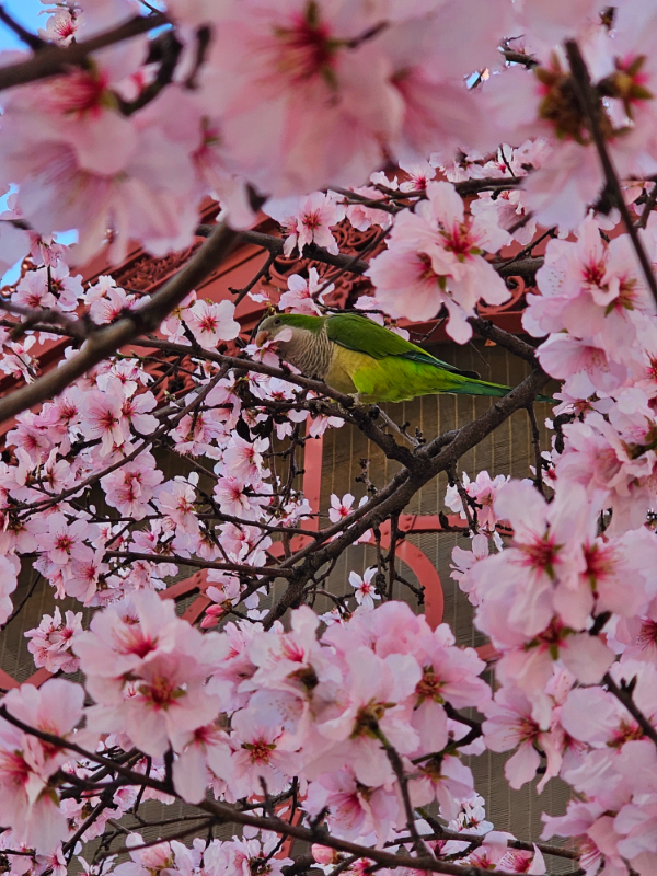 A Parakeet Feasting on Spring Blossoms in Barcelona in March