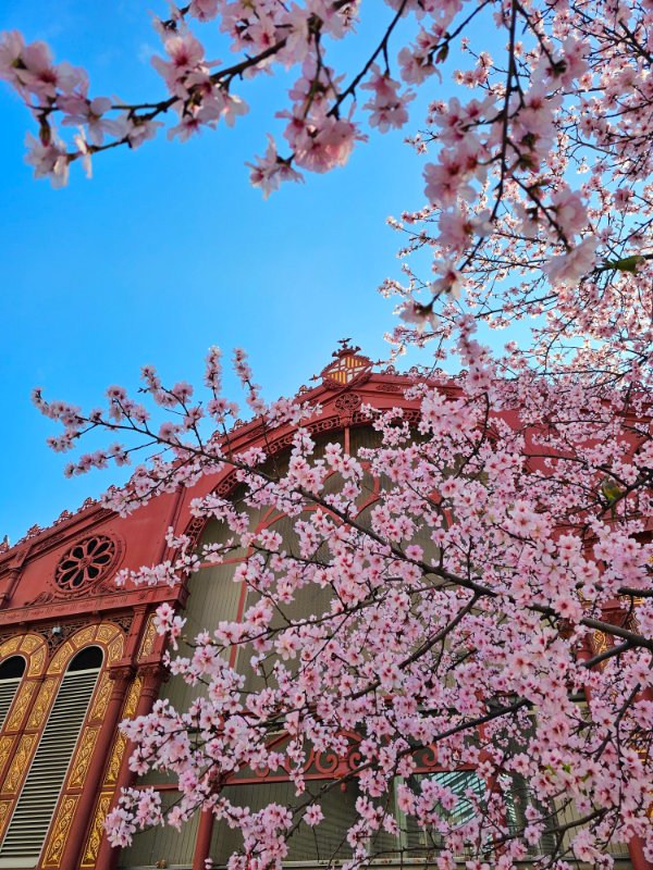 Spring Blossoms outside Sant Antoni Market in Bacelona in March