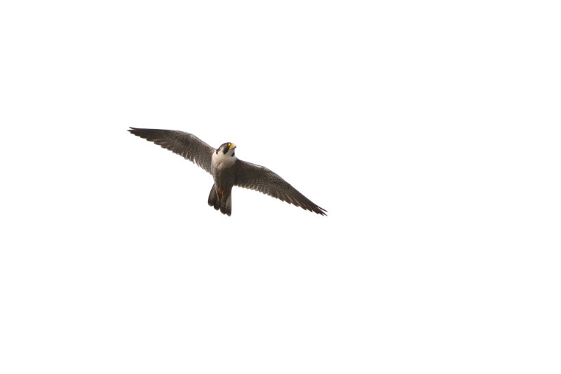 A Stock Photo of a Peregrine Falcon in Flight