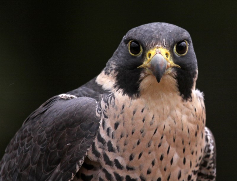 A Stock Photo of a Peregrine Falcon - Spot Peregrine Falcons in Barcelona