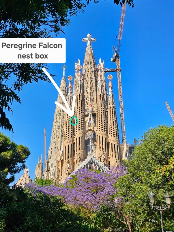 The Location of the Peregrine Falcon Nest at the Sagrada Familia
