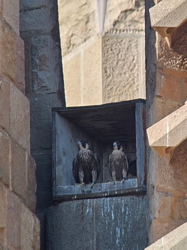 The Peregrine Falcon Chicks in the Nest (through a telescope)